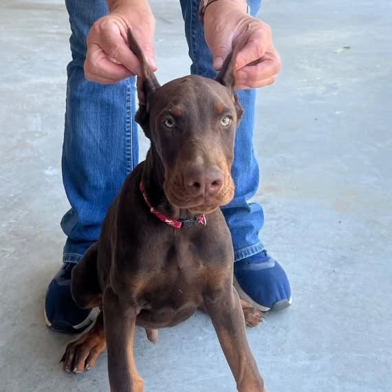 Neko-Kun | Dobermann Puppy For Sale