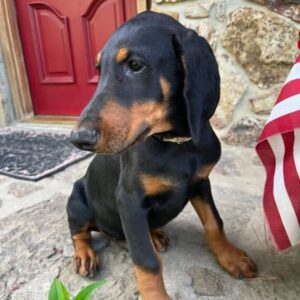 Nefertiti | Dobermann Puppy For Sale