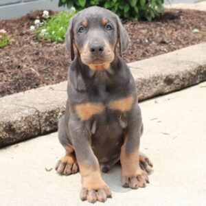 Simfoniya | Dobermann Puppy For Sale
