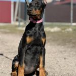Cecilia | Dobermann Puppy For Sale