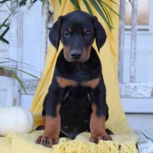 Cecilia | Dobermann Puppy For Sale