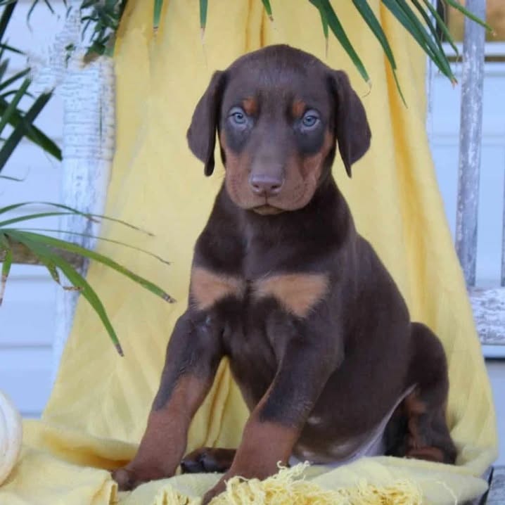 Stitch | Dobermann Puppy For Sale