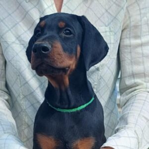 Leo | Dobermann Puppy For Sale