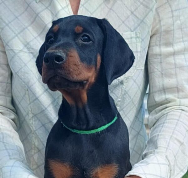 Leo | Dobermann Puppy For Sale