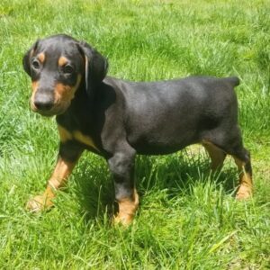 Serik | Dobermann Puppy For Sale