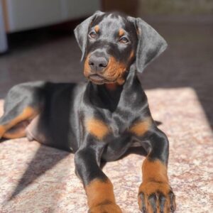 Scarlett | Dobermann Puppy For Sale