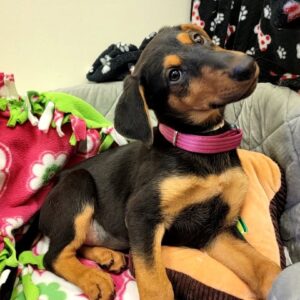 Tanos | Dobermann Puppy For Sale