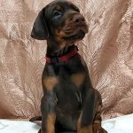 Nefertiti | Dobermann Puppy For Sale