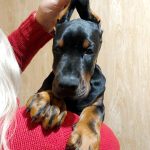 Neko-Kun | Dobermann Puppy For Sale