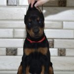 Scarlett | Dobermann Puppy For Sale