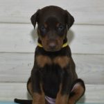 Selin | Dobermann Puppy For Sale
