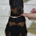 Serik | Dobermann Puppy For Sale