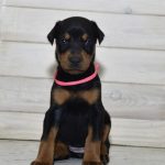 Simfoniya | Dobermann Puppy For Sale