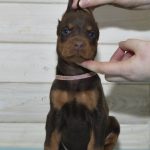 Sisi | Dobermann Puppy For Sale