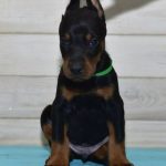 Stitch | Dobermann Puppy For Sale
