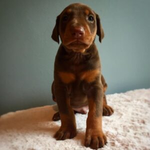 Leo | Dobermann Puppy For Sale