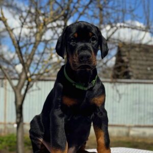 Tanos | Dobermann Puppy For Sale