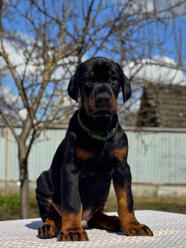 Tanos | Dobermann Puppy For Sale