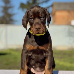 Tantra | Dobermann Puppy For Sale