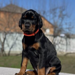 Tefida | Dobermann Puppy For Sale