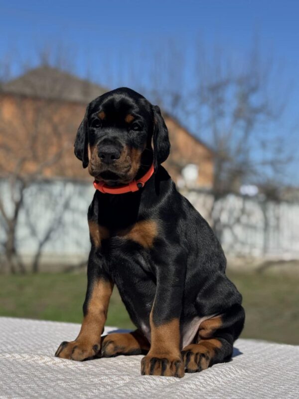 Tefida | Dobermann Puppy For Sale