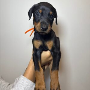 Tefida | Dobermann Puppy For Sale