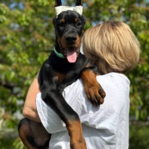 Theseus | Dobermann Puppy For Sale