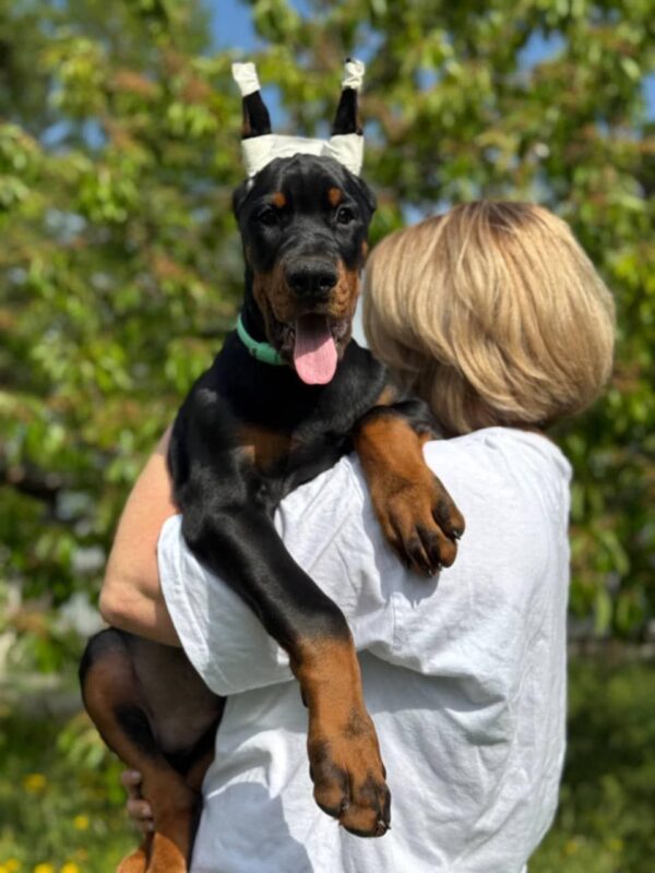 Theseus | Dobermann Puppy For Sale
