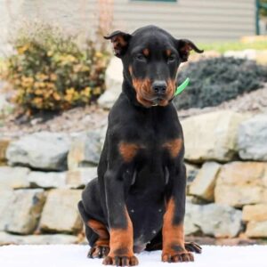 Sisi | Dobermann Puppy For Sale