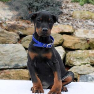 Stark | Dobermann Puppy For Sale